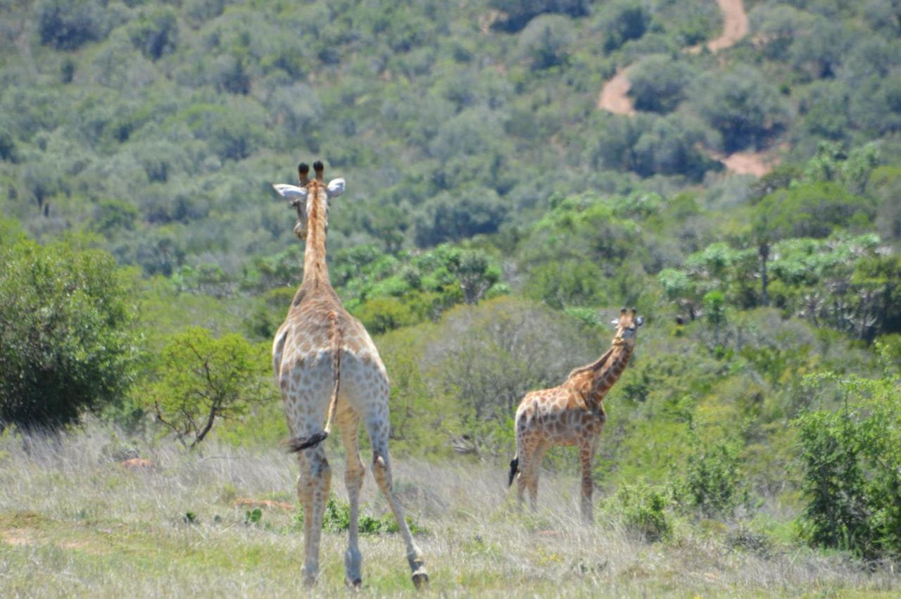 African Safari * Grahamstown
