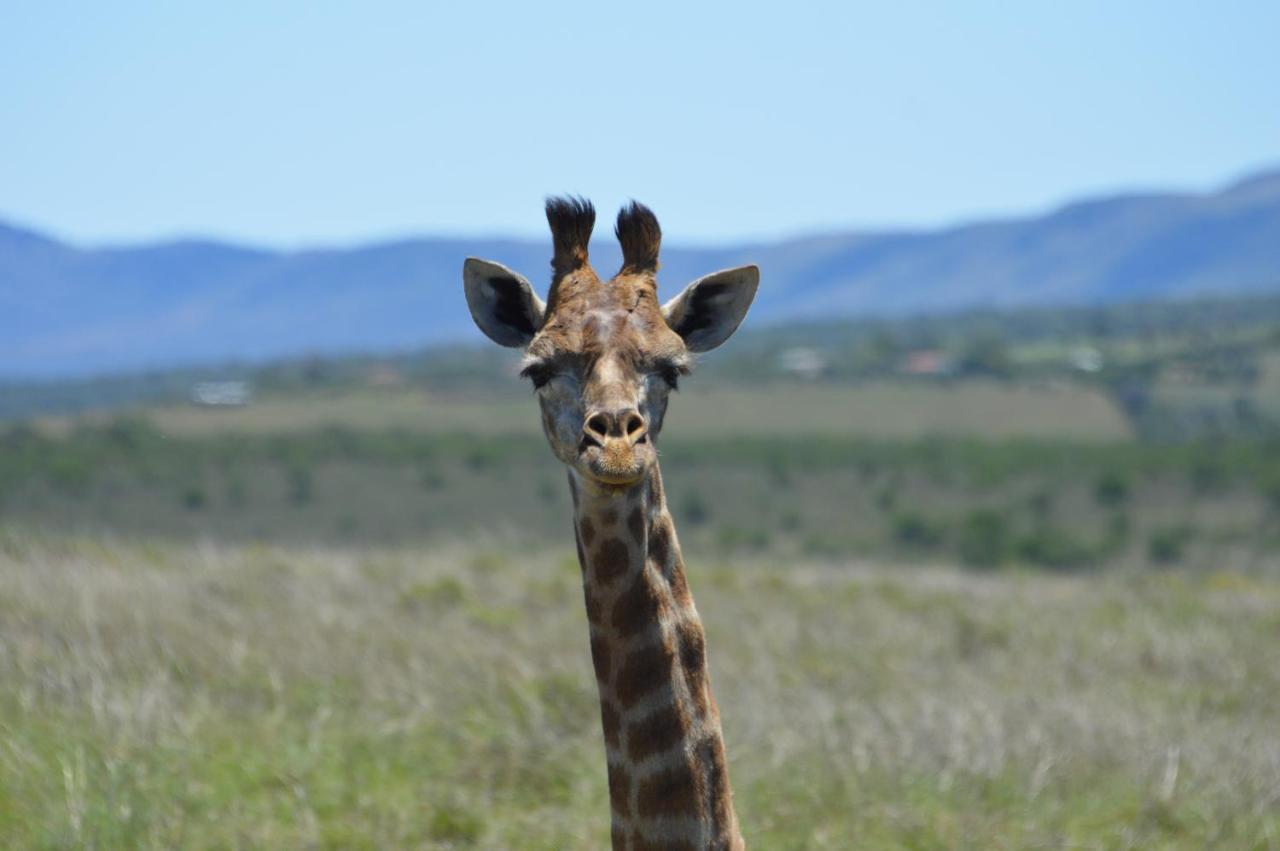 African Safari * Grahamstown