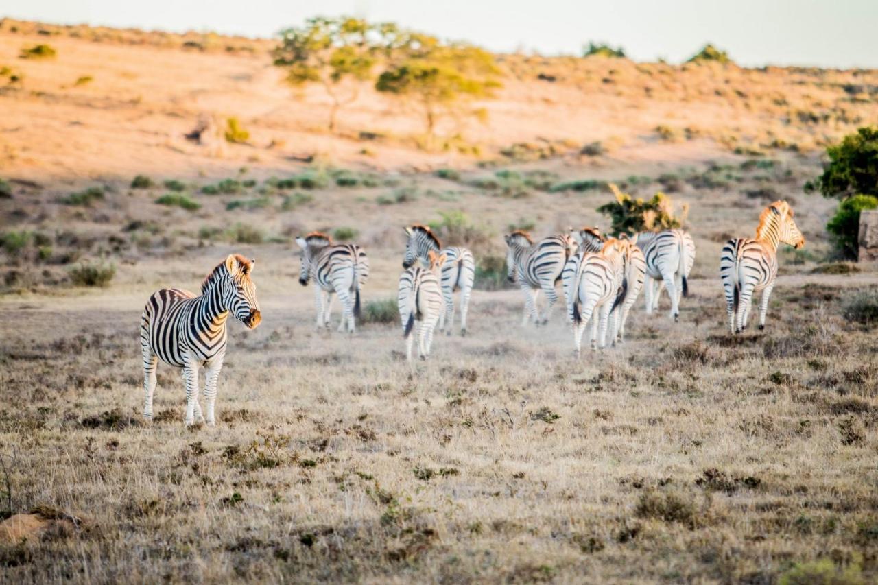 African Safari Grahamstown