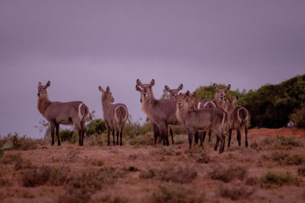 African Safari Grahamstown