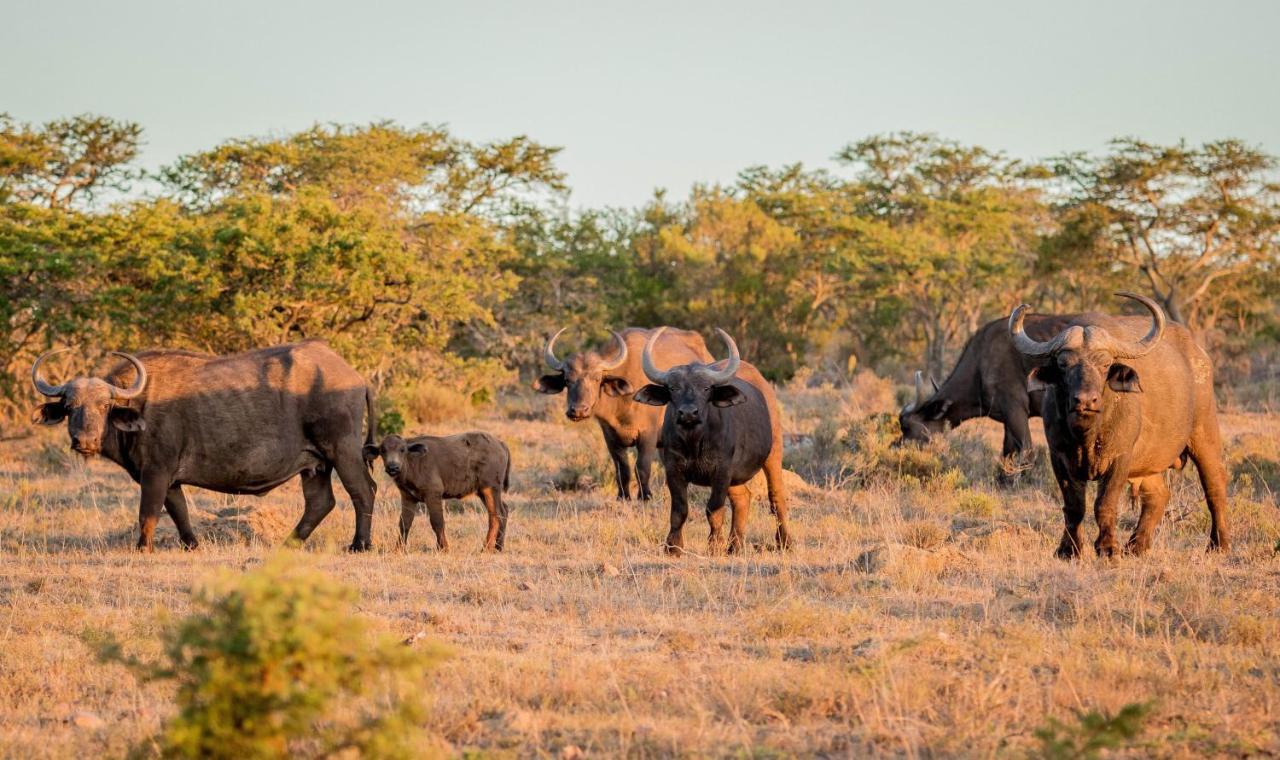 African Safari * Grahamstown